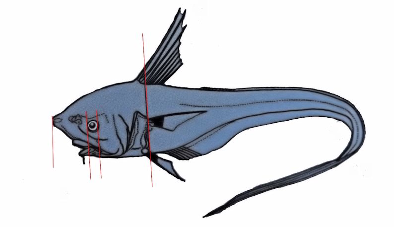 Echinomacrurus mollis